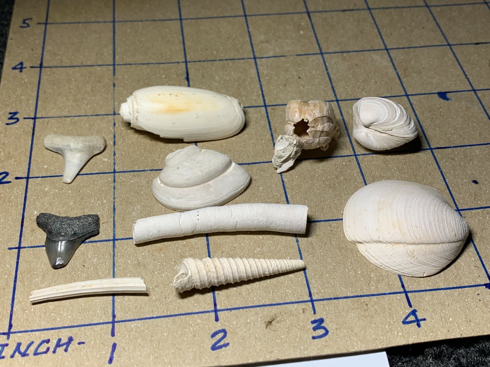 ☆Fossil Specimen 10 Pack - Berkeley Quarry S.C. - Barnacle-Dentalium-Teeth ☆303 2