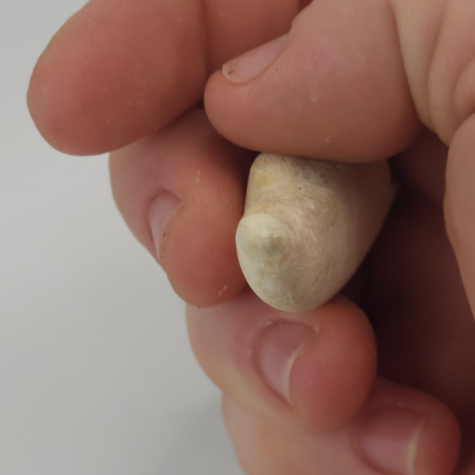 Crab Claw Fossil - Florida  6