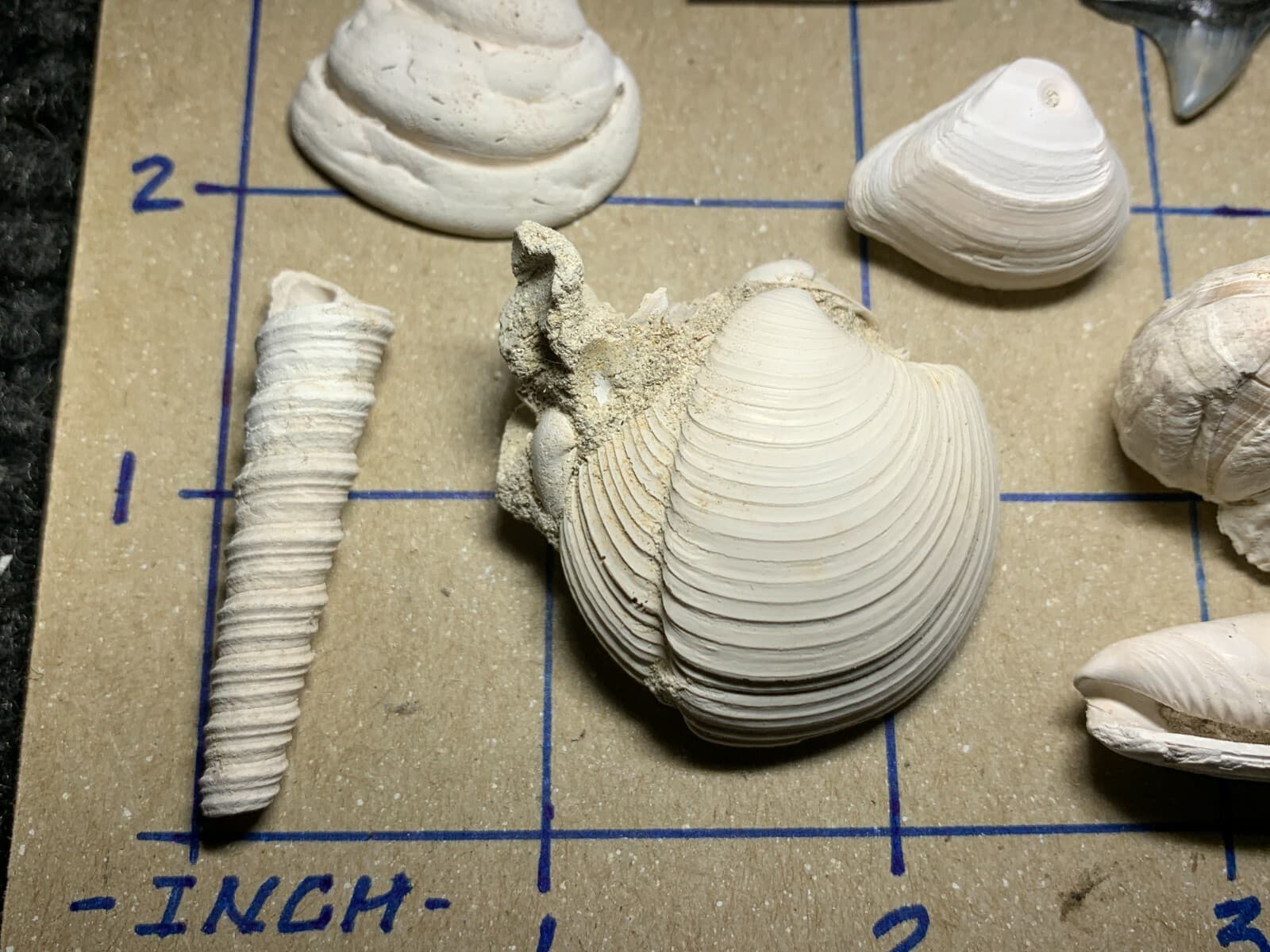 ☆Fossil Specimen 10 Pack - Berkeley Quarry S.C. - Barnacle-Dentalium-Teeth ☆300 3