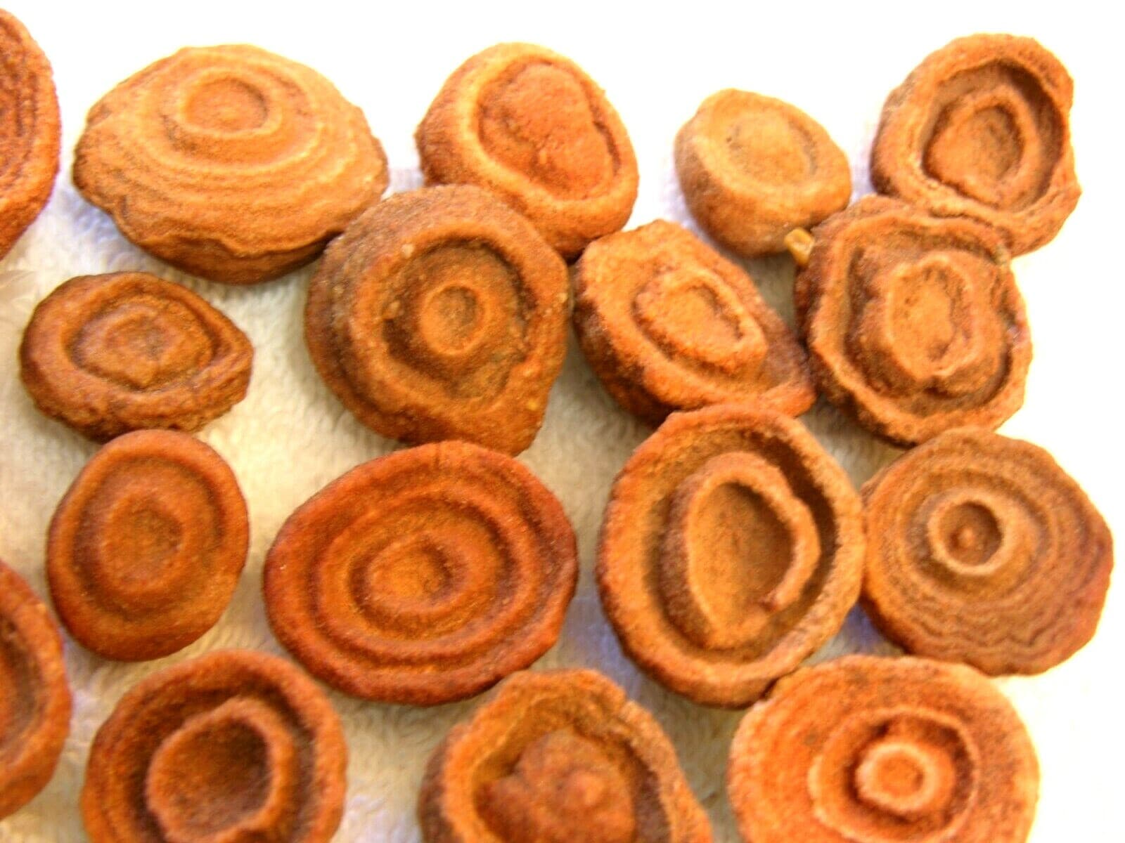 Stromatolite fossils ancient earth life 1 billion years 10 fossils per winner 4