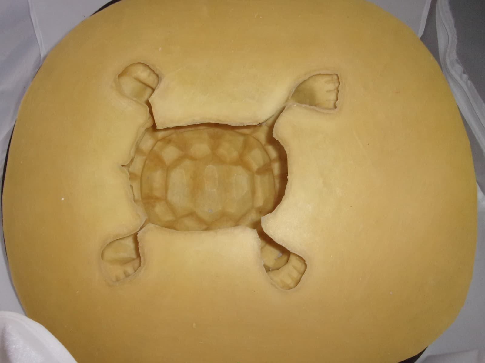 Latex turtle w/ plastic backup realistic turtle mold 11"L x 8" W x 5"H at head 4