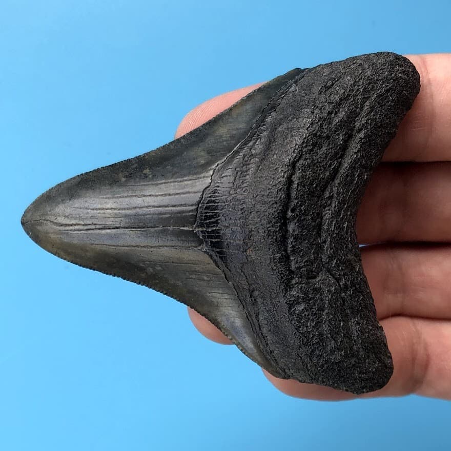 Megalodon Fossil Shark Tooth 💥 3.12" 💥 COLORFUL + SERRATED! Teeth t20 2