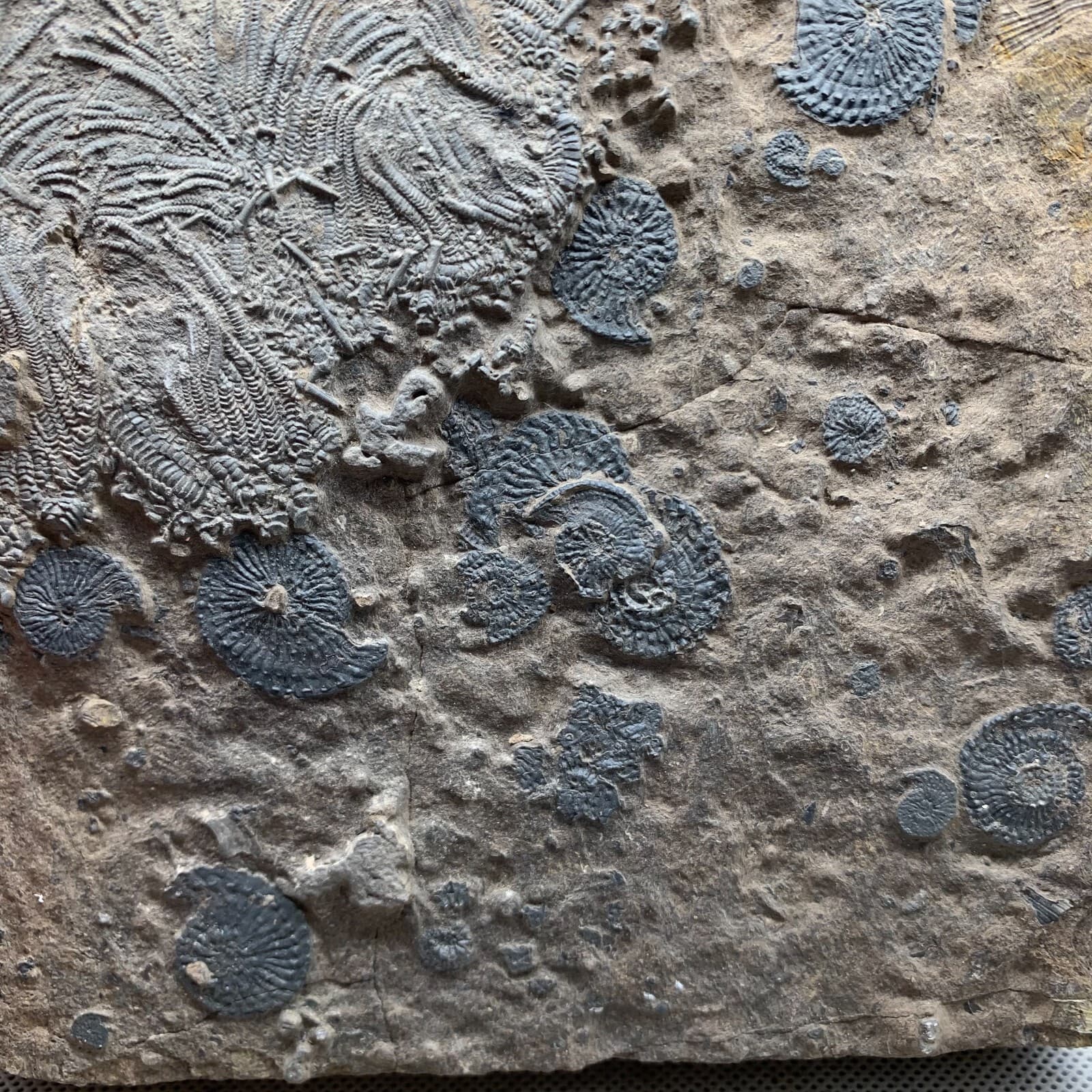 2010 grams of fossils of crinoid from the Guanling Biota in Guizhou 6