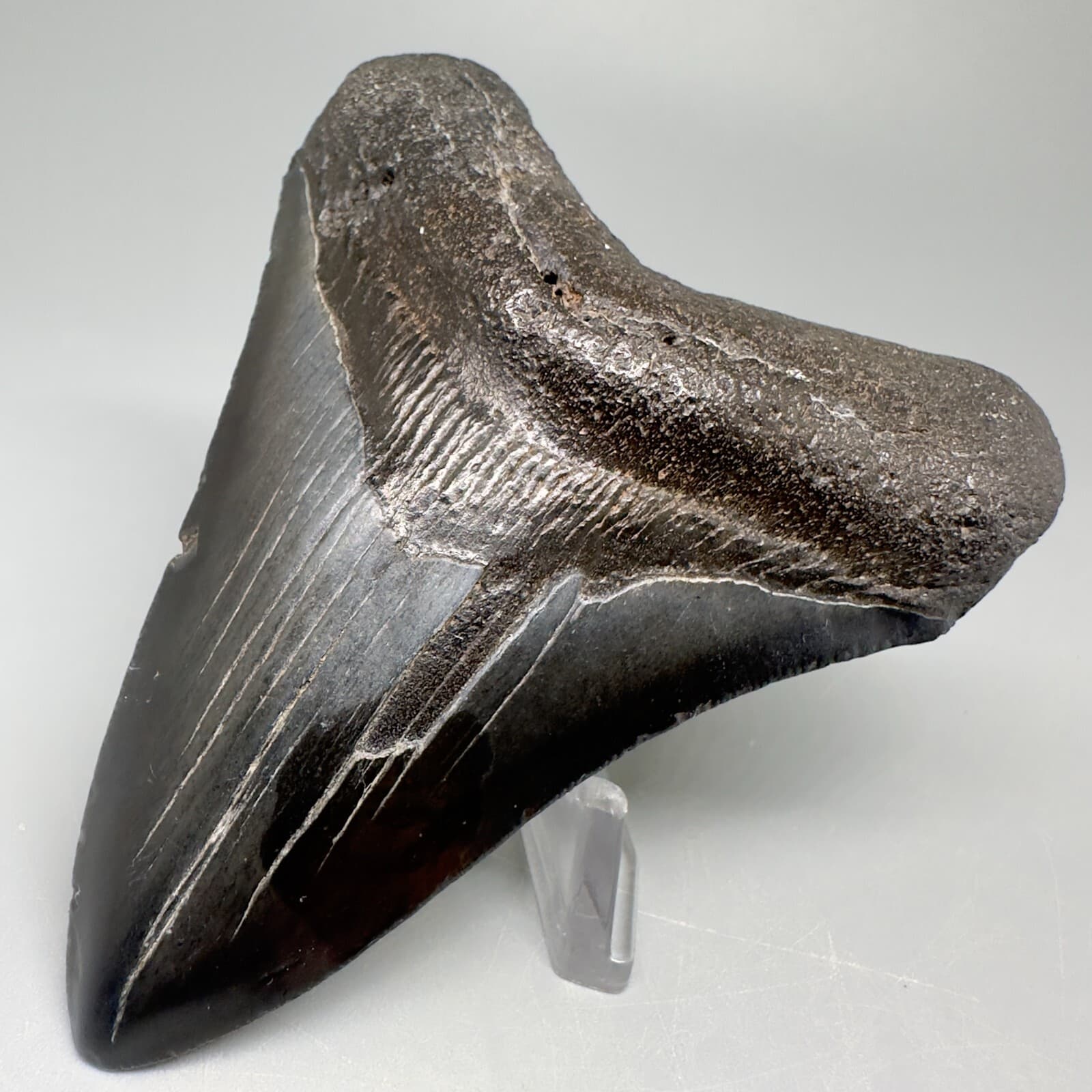 Complete Dark Gray 3.90" Fossil MEGALODON Shark Tooth - USA 3