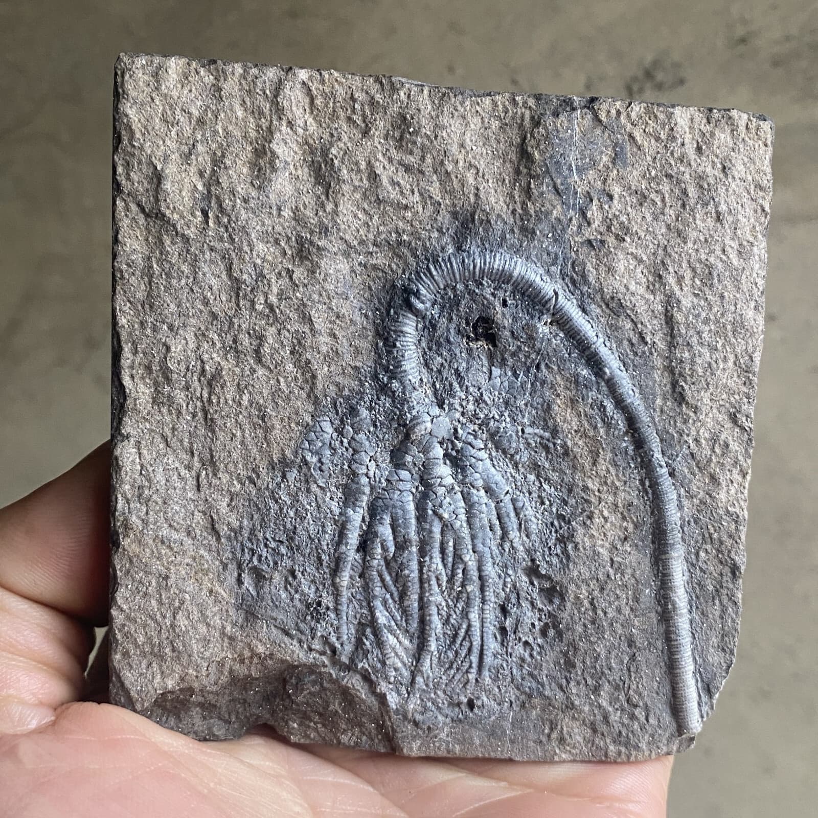 Natural Devonian prehistoric Jurassic biota crinoids Fossils 4