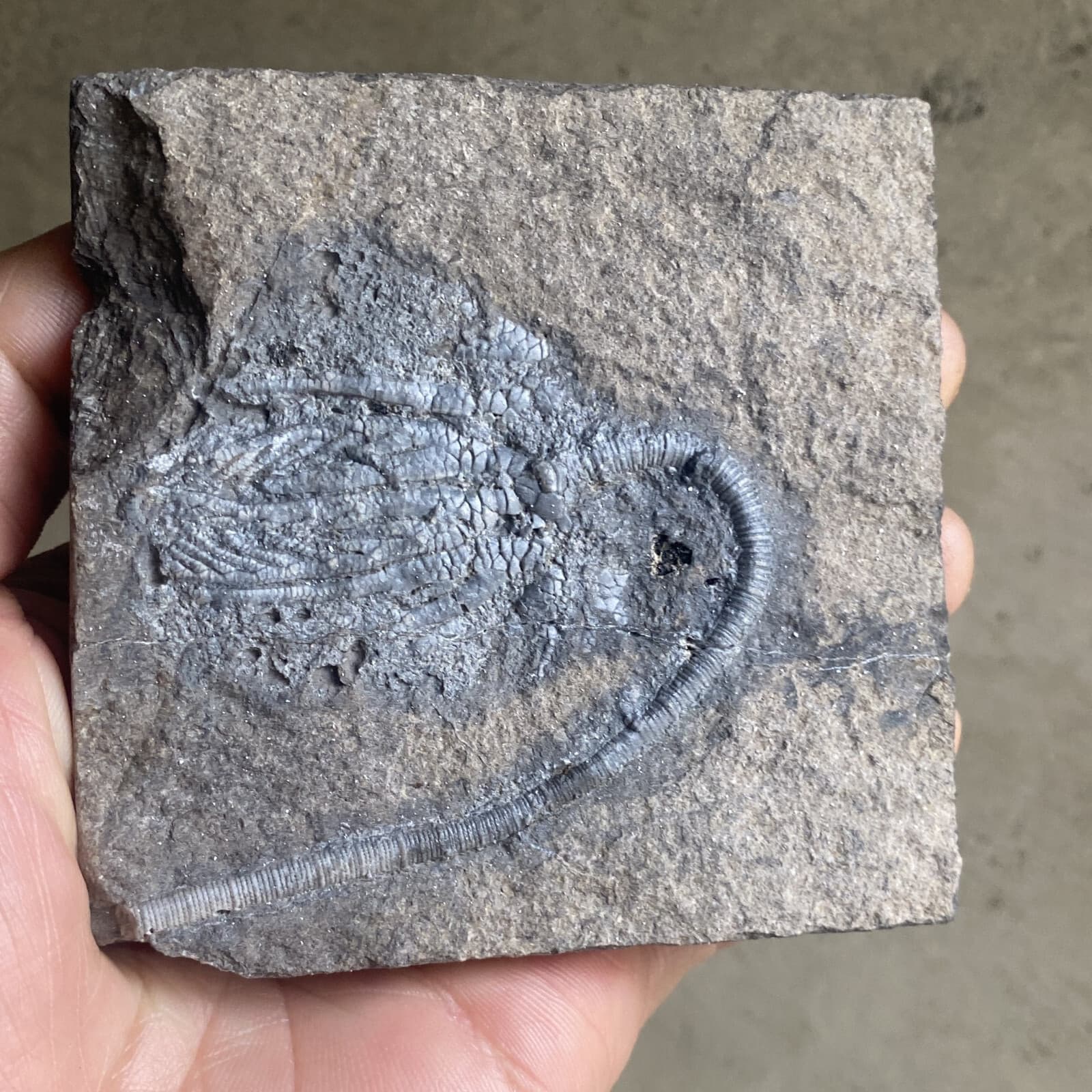 Natural Devonian prehistoric Jurassic biota crinoids Fossils 3