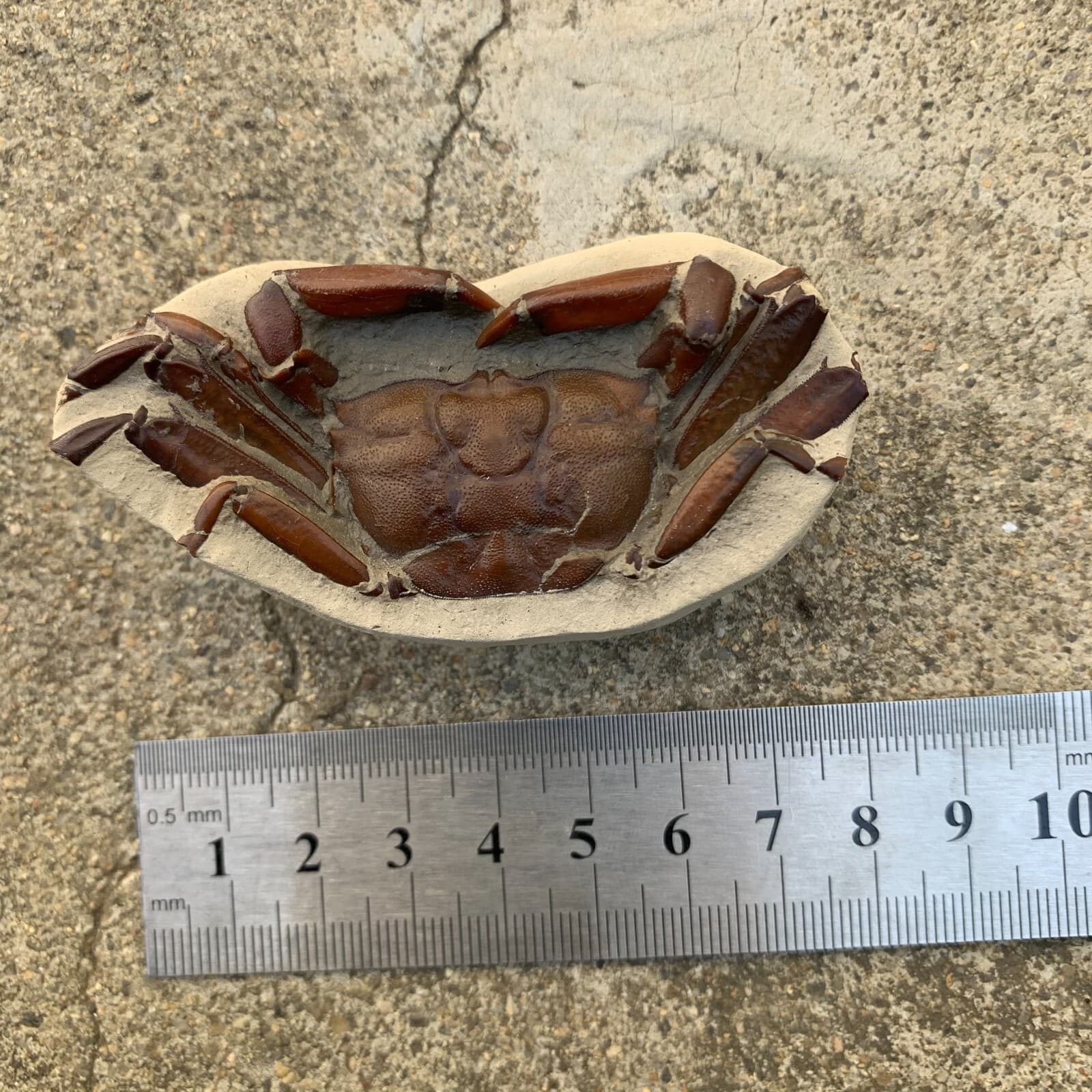 Jurassic Period Perfect Crab Fossil Dinosaur Age 6