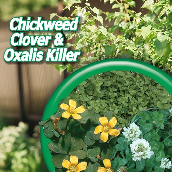 Bonide 061 Concentrate Chickweed Clover and Oxalis Weed Killer 16 oz Pint 6