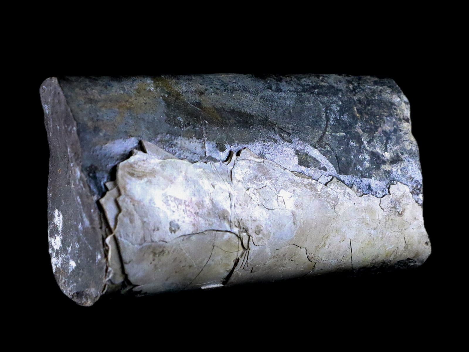 4.1" Baculite Fossil Opalized Cephalopod Late Cretaceous Bear Paw Shale Montana 4