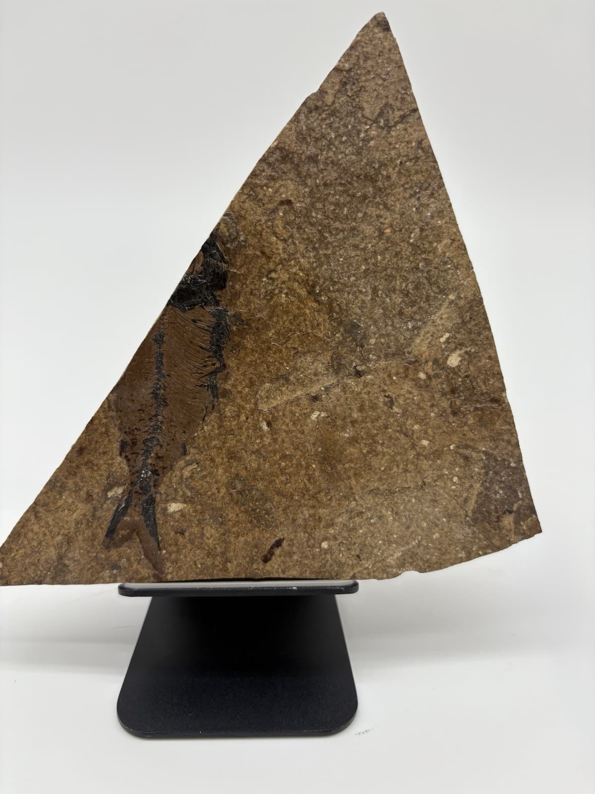 Fossil Fish Impression in Shale Rock Slab – Natural Specimen 4