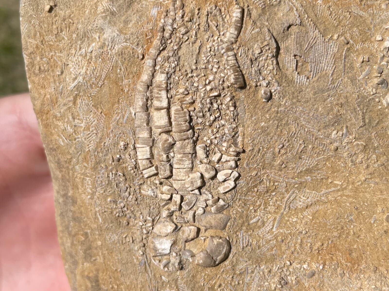 Fossil Crinoids Phanocrinus DOUBLE Alabama Mississippian Age Bangor Limestone 2