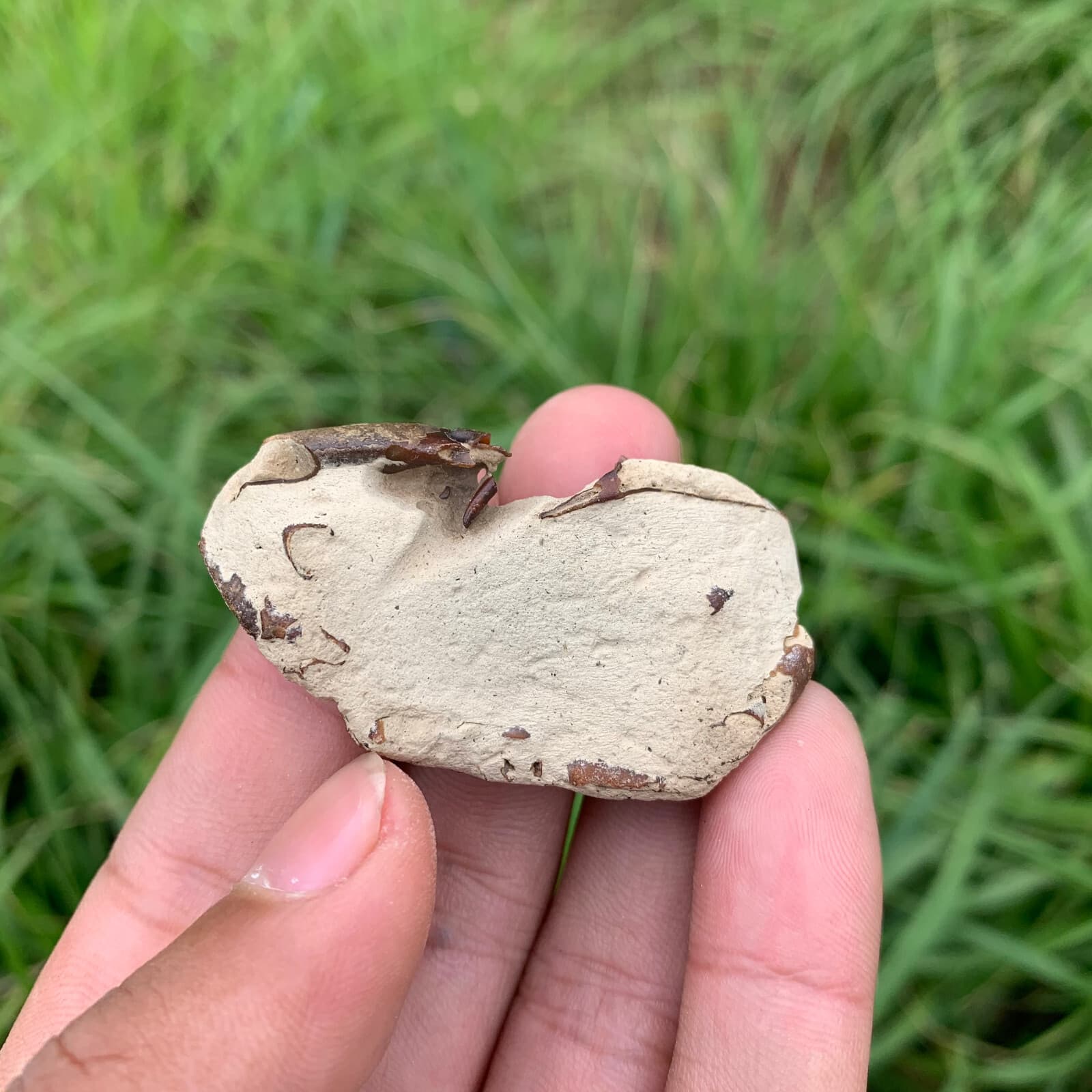 Jurassic Period Perfect Crab Fossil Dinosaur Age 84 3