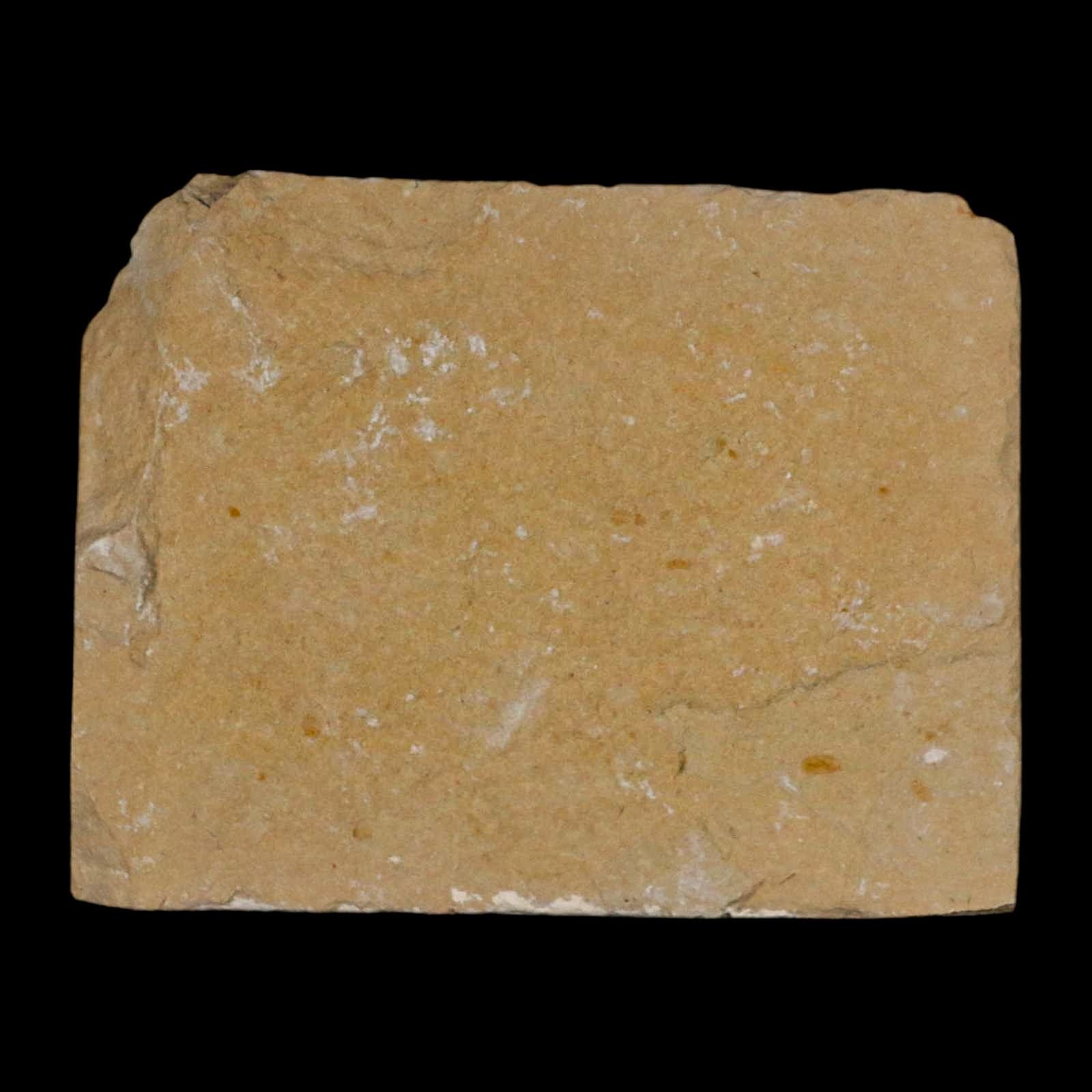 1.4" Fossil Shrimp Carpopenaeus Cretaceous Age 100 Mil Yrs Old Lebanon COA 6