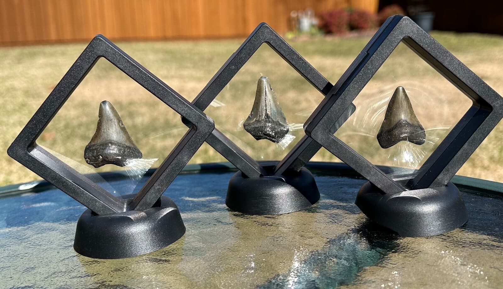 ONE Megalodon Shark Tooth Fossil in Floating Display Case South Carolina