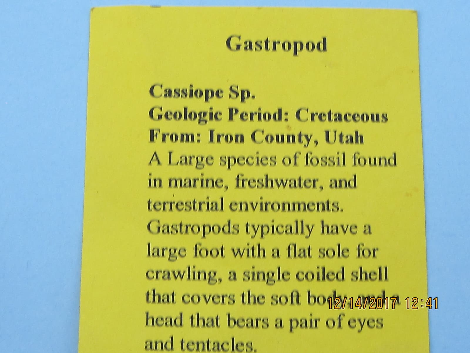 FIVE GASTROPOD FOSSIL CRETACEOUS PERIOD 5