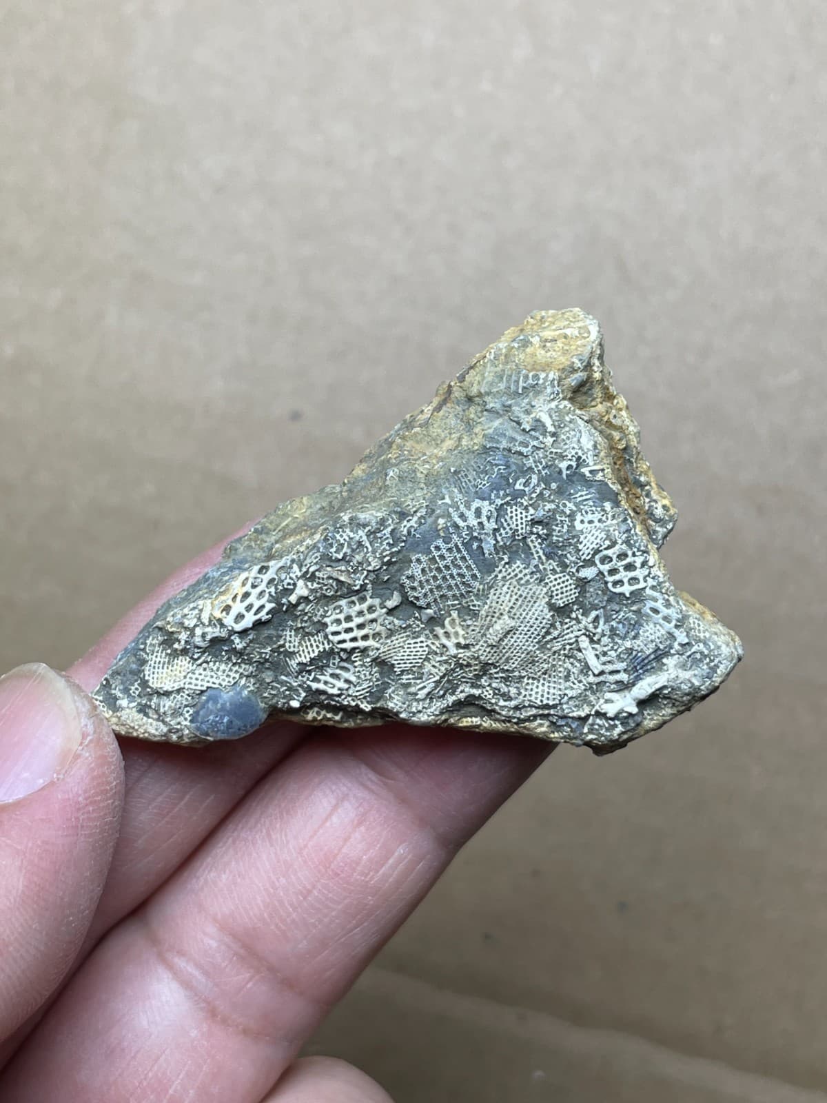 24g bryozoan Marine organisms Geologic rock specimen from Cambrian Period 2