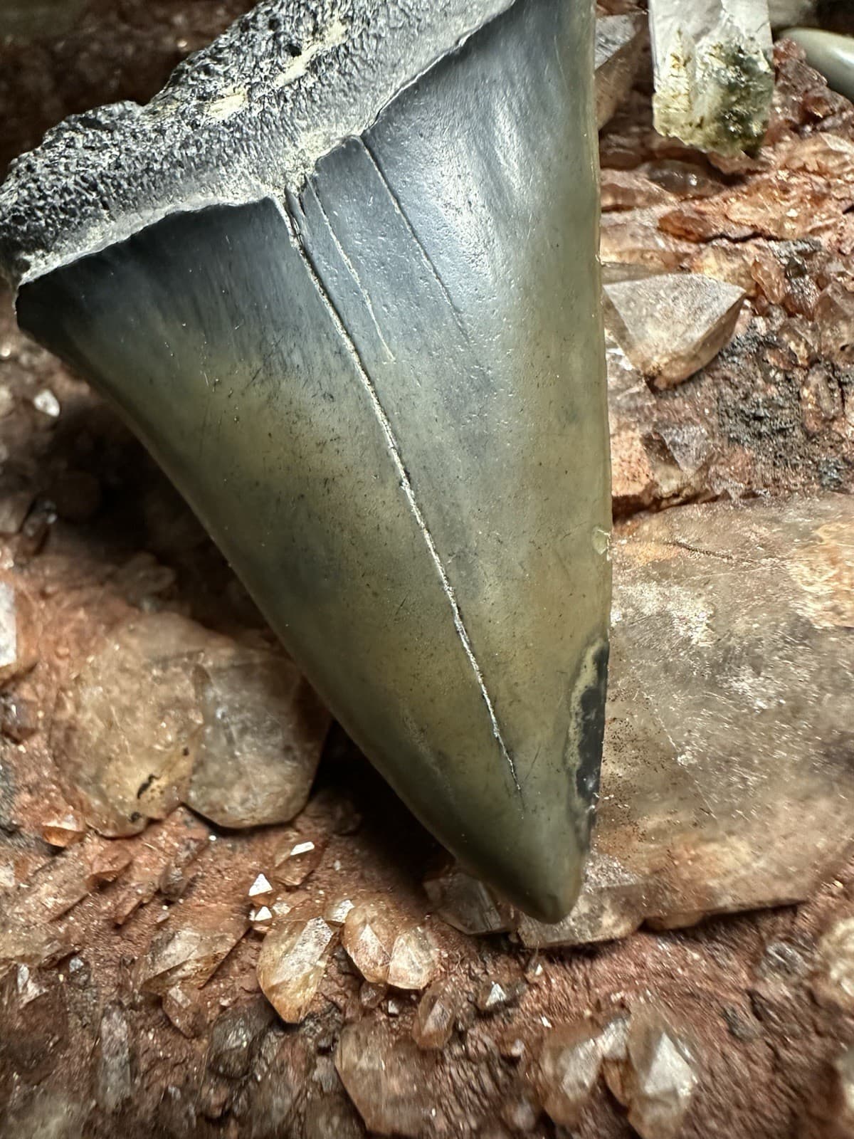 2.2” CARCHARODON MAKO TOOTH HASTALIS MEGALODON ERA South Carolina WHITE SHARK