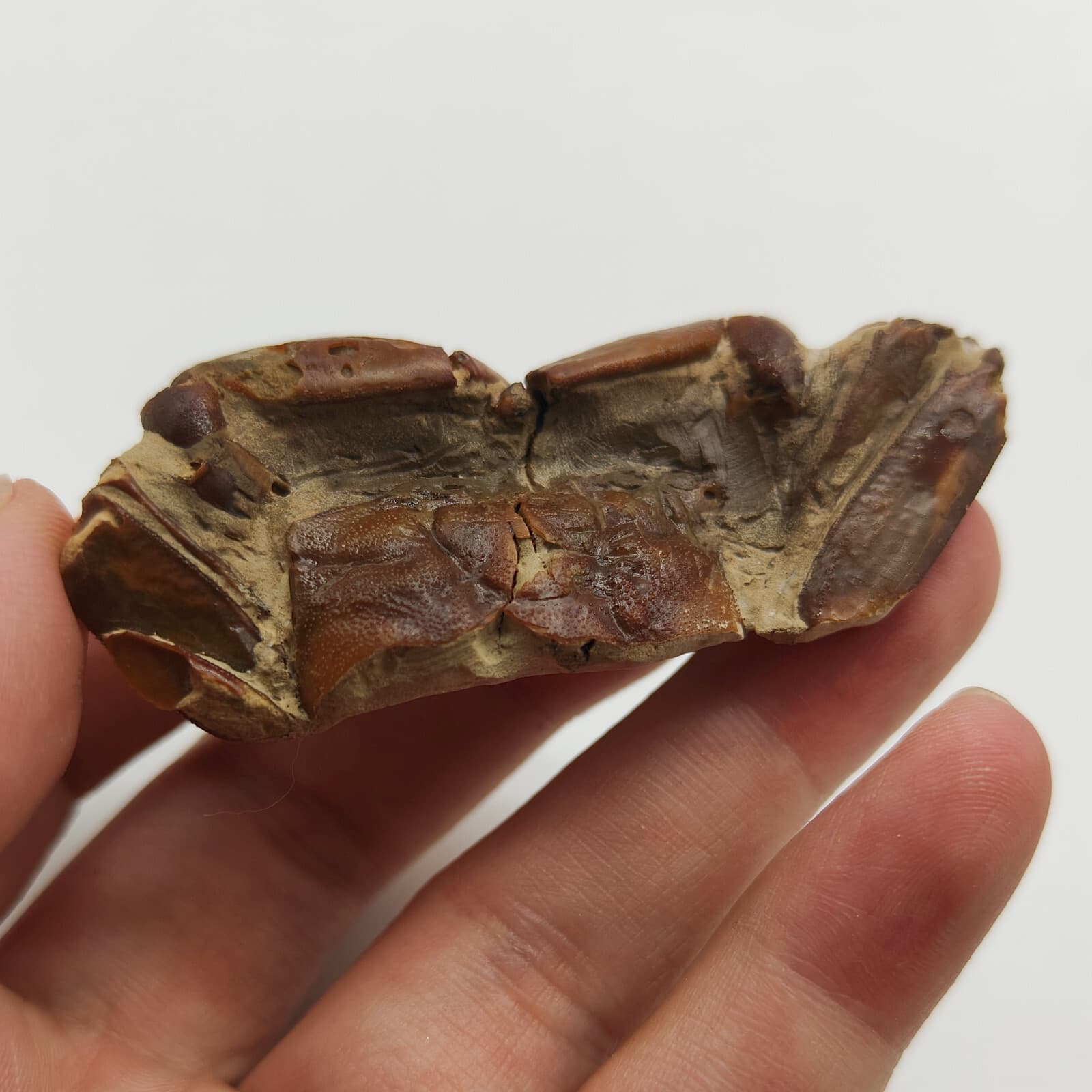 Jurassic Natural Crab animals Fossils Dinosaur Age