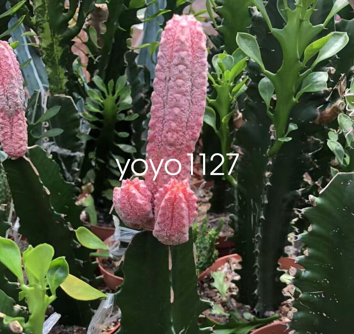 RareSucculent Plant Euphorbia Abdelkuri Variegated Random ( cutting noroot) 2