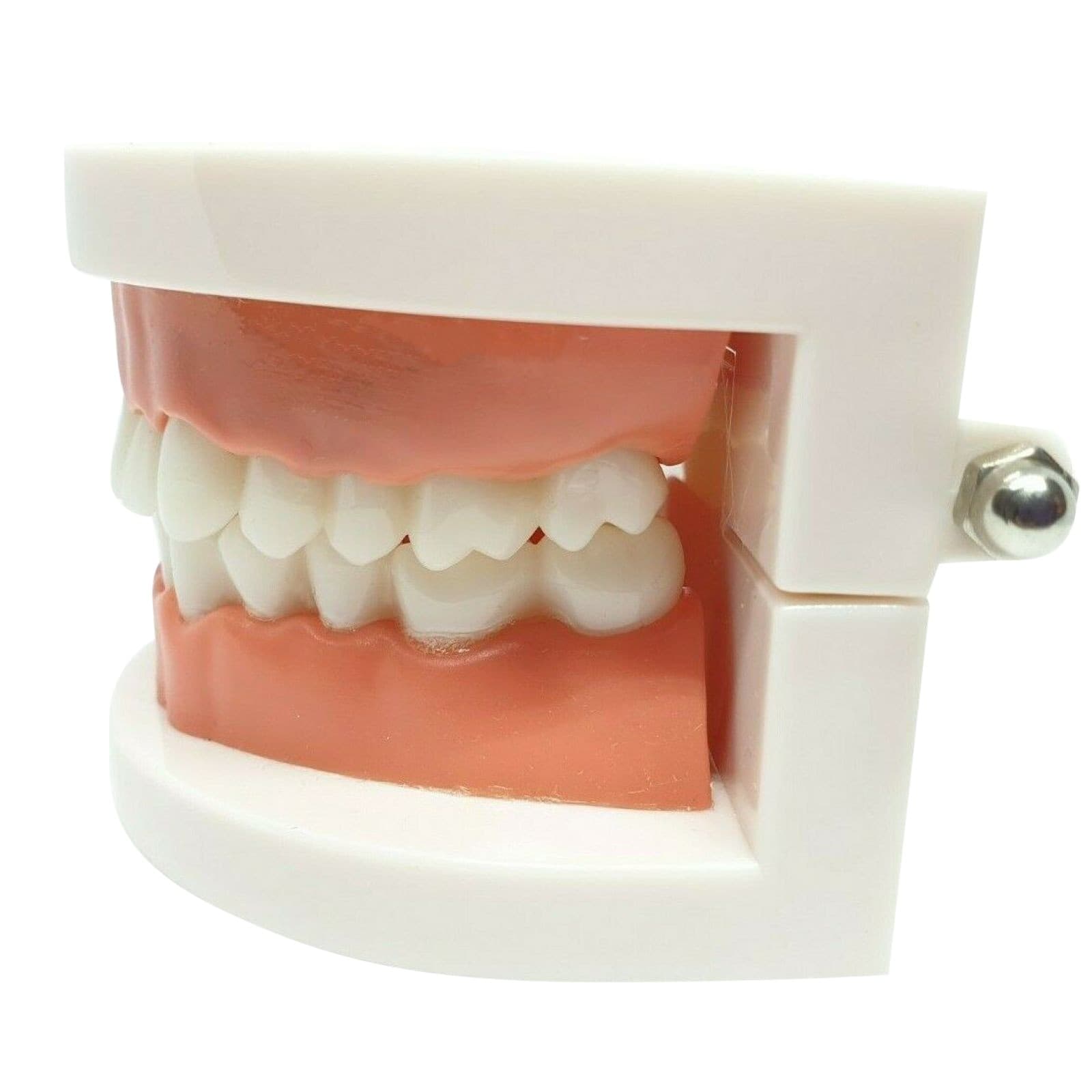 Adult Dental Standard Teaching Educational Typodont Demonstration Teeth Model A 3