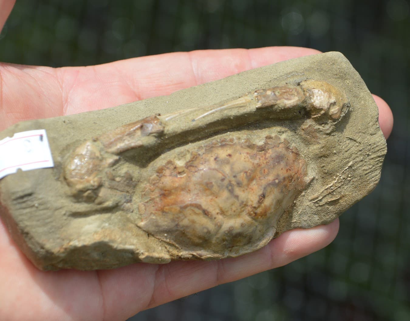 AMAZING FOSSIL CRAB FROM JAVA, INDONESIA BEST VALUE FOSSIL CRABS ANYWHERE! #3 4