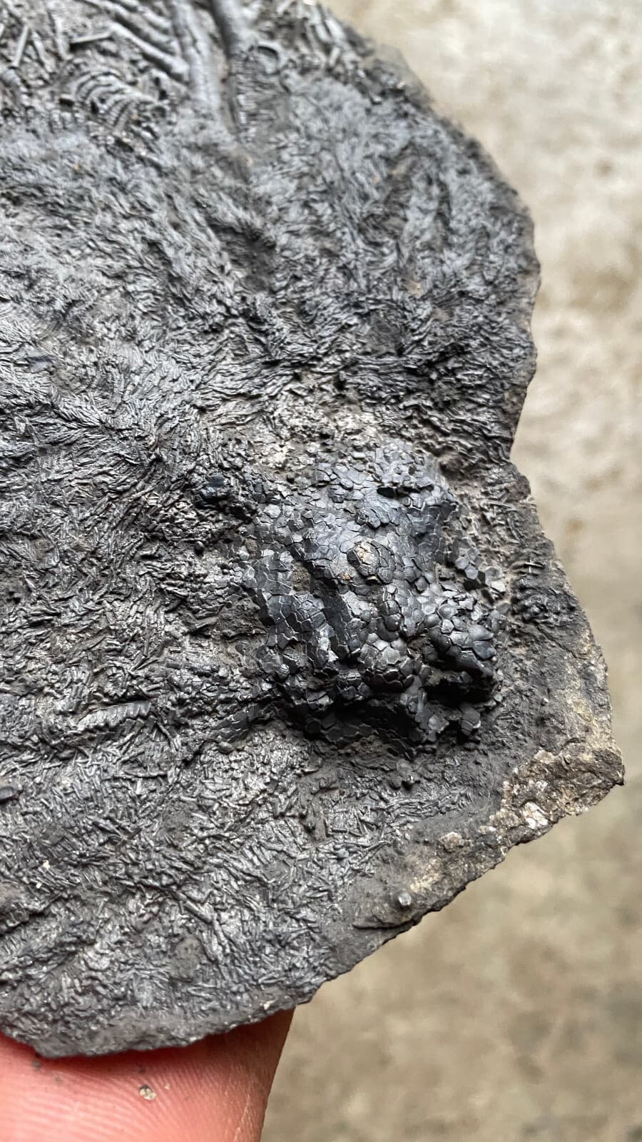 Natural Devonian prehistoric Jurassic biota crinoids Fossils 2