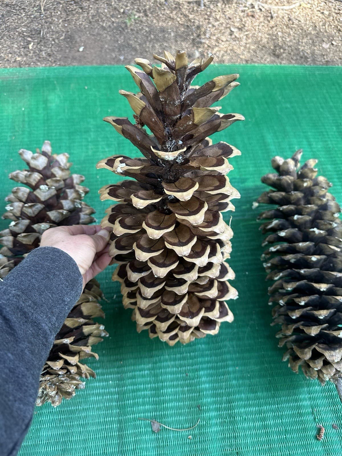Giant Sugar Pine Cones 13-17”  3