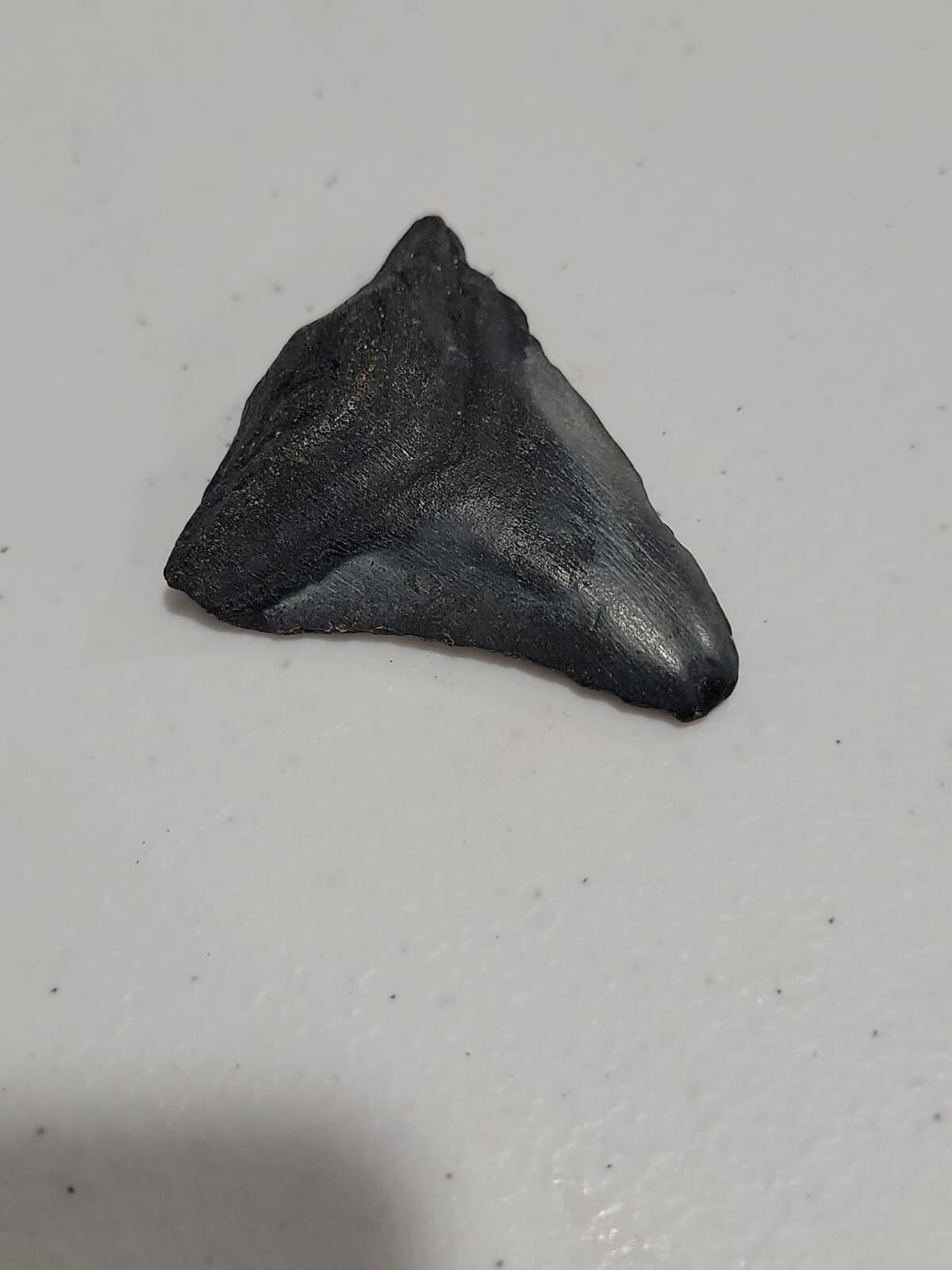 Megalodon Sharks  NO RESTORATIONS fossil sharks teeth tooth 6