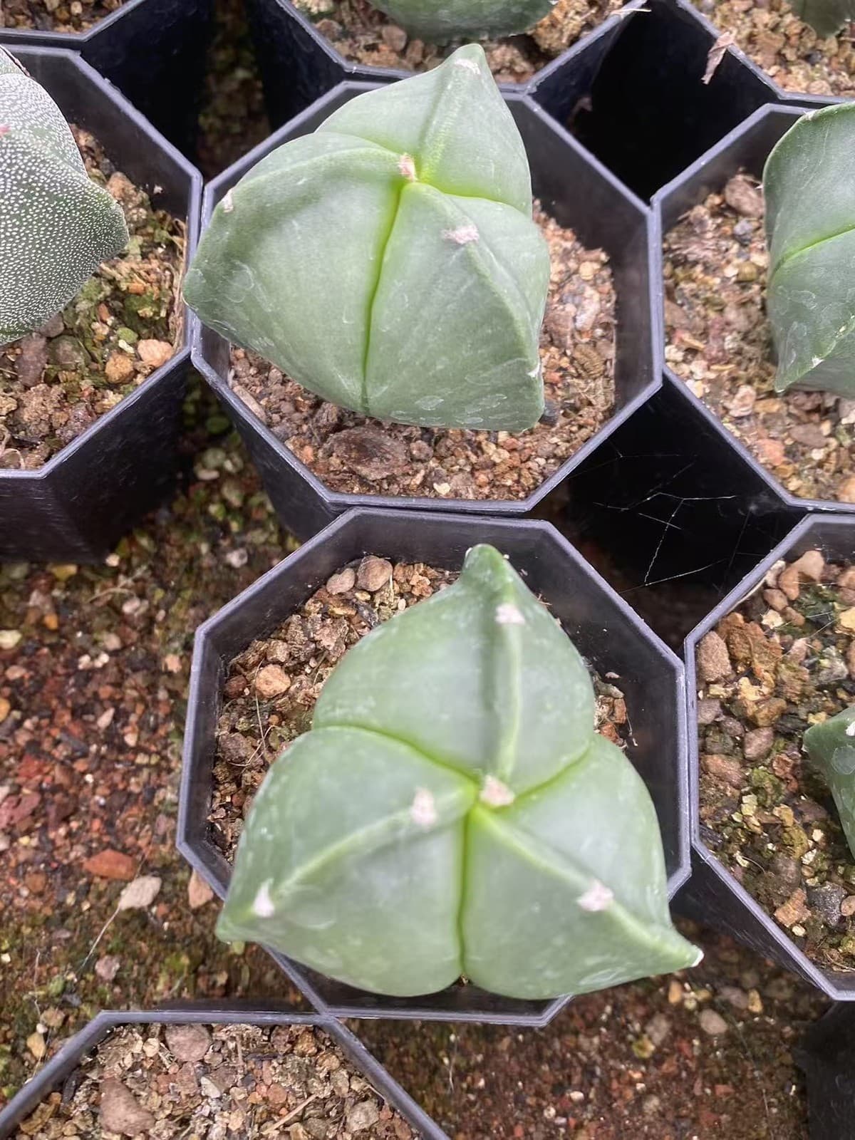 2PCS 3-4cm Cactus Plants Astrophytum Asterias  RareCactus white and green 3