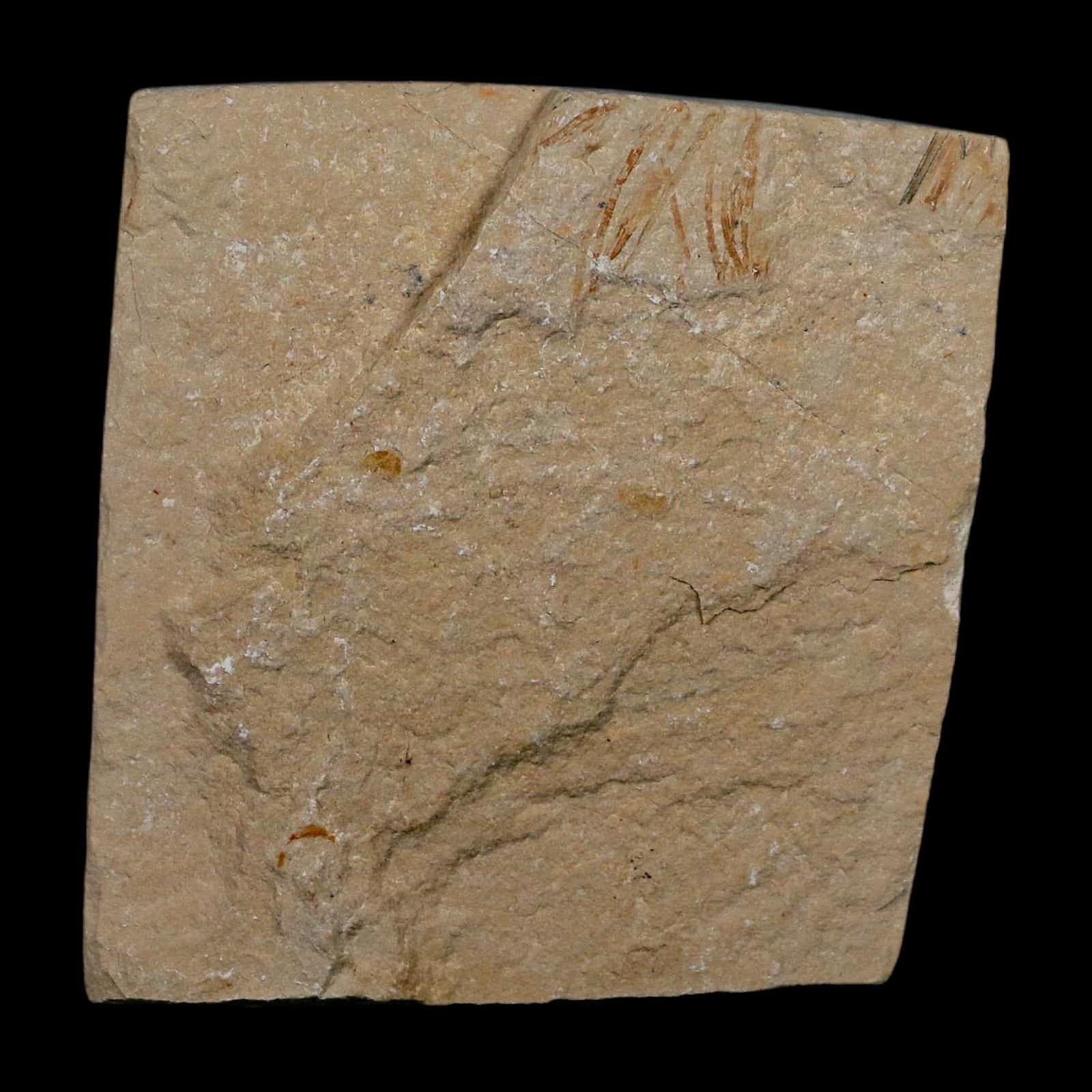 1.1" Fossil Shrimp Carpopenaeus Cretaceous Age 100 Mil Yrs Old Lebanon COA 6