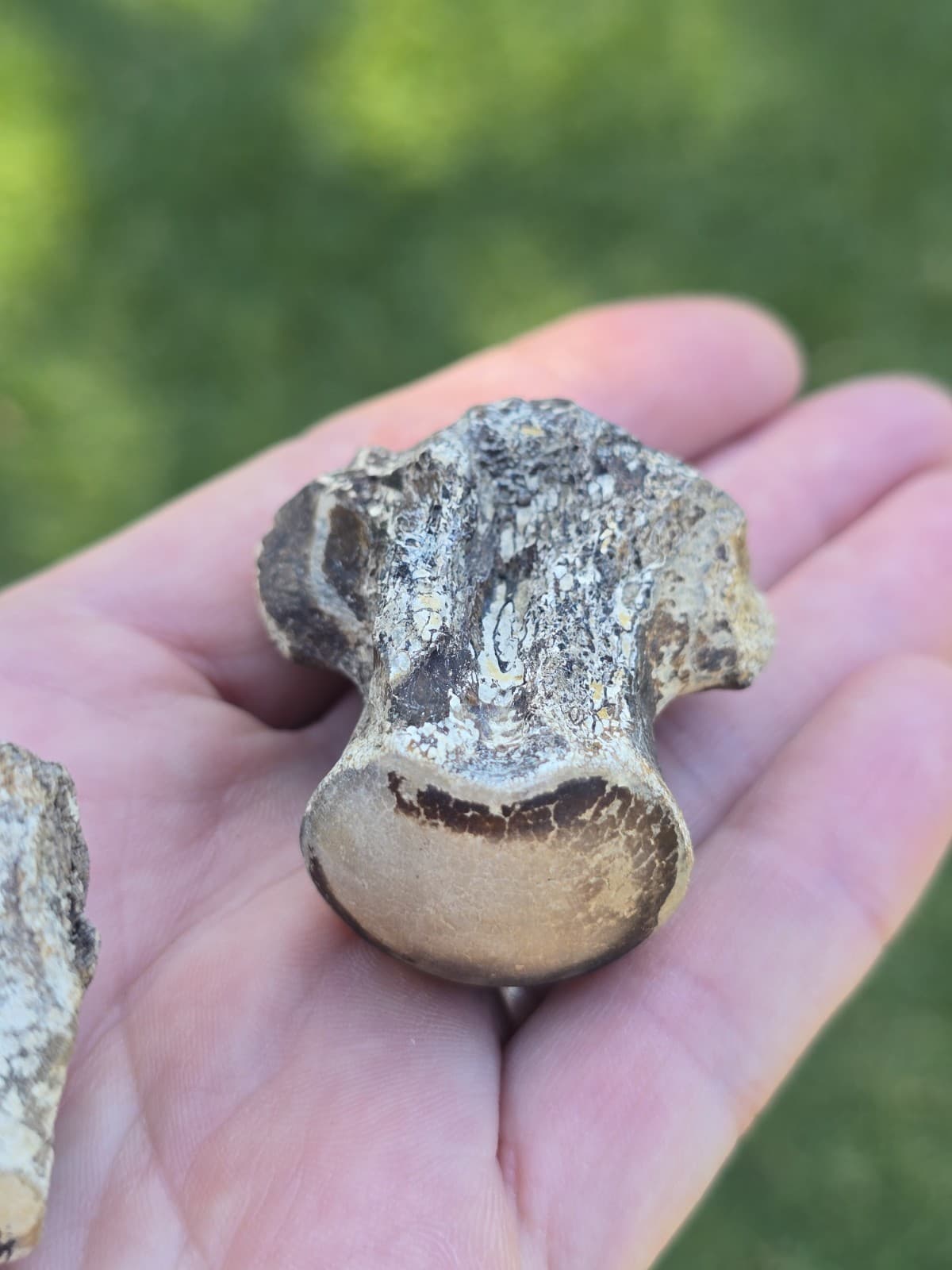 Associated Mosasaur Thoracic Pygal Vertebrae TX Fossil Mosasaurus  3