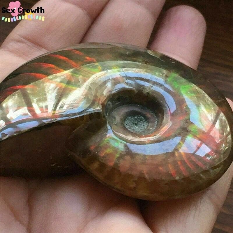 Natural Crystal Iridescent Ammonite Ammolite Facet Specimen Fossil Madagascar @