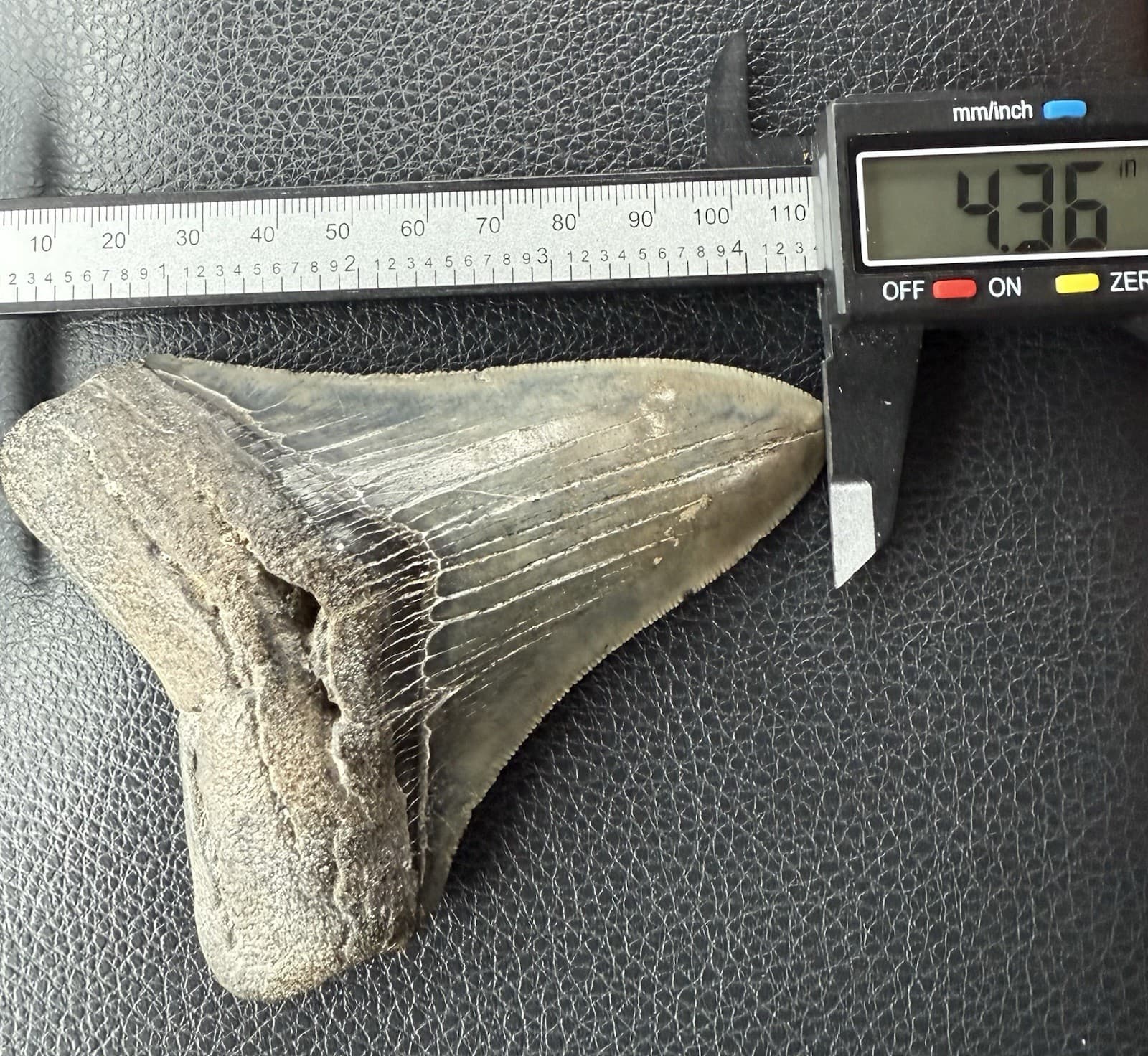 Fossilized Megalodon Shark  Tooth, 4.36” 2