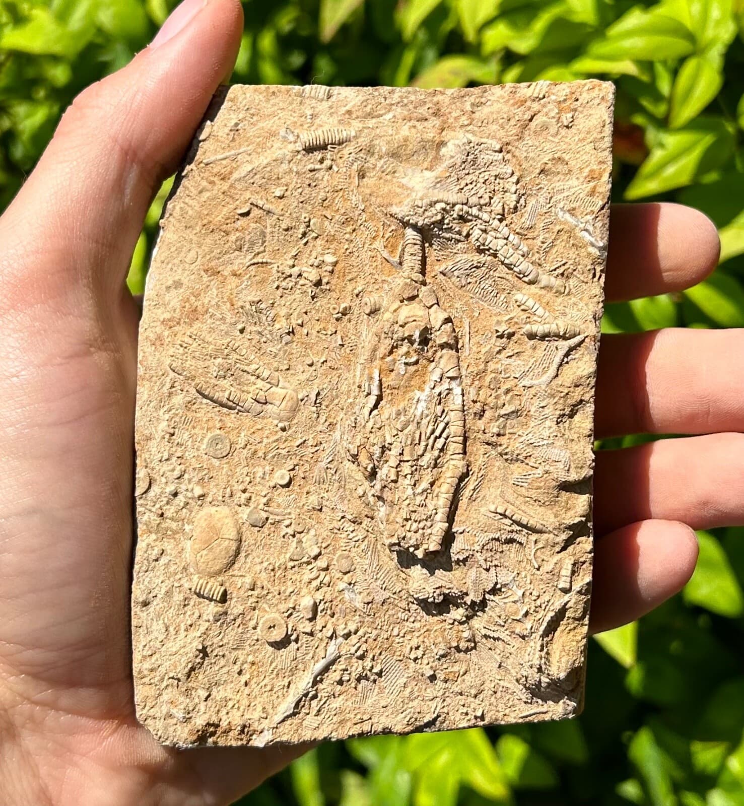 DOUBLE Fossil Crinoids in Matrix Phanocrinus & Aphelecrinus Alabama Bangor Fm 4