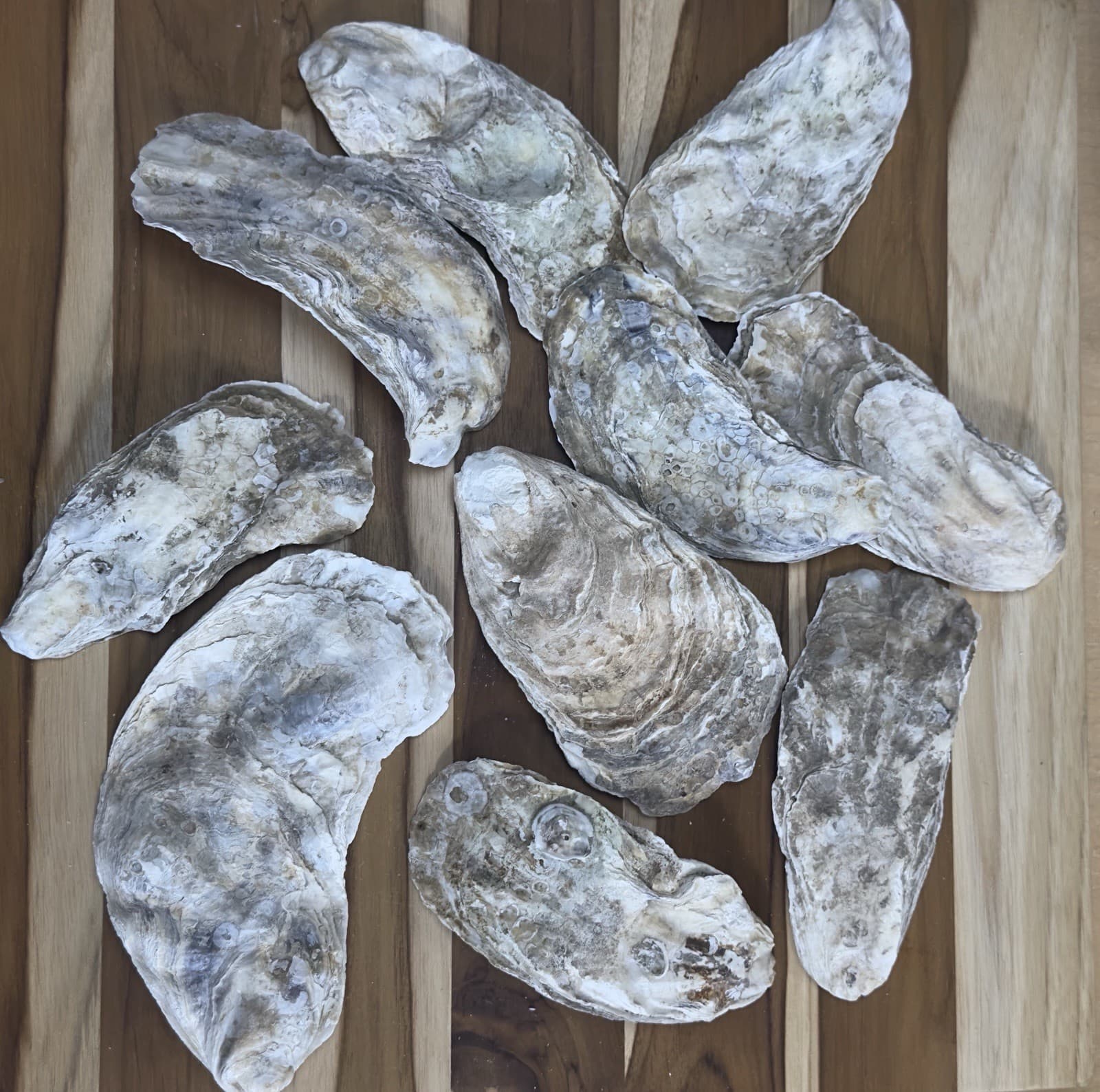 35-40 Oyster Shells Flat Side 5” To 6.5” Bulk Clean No Smell Art Crafts 2
