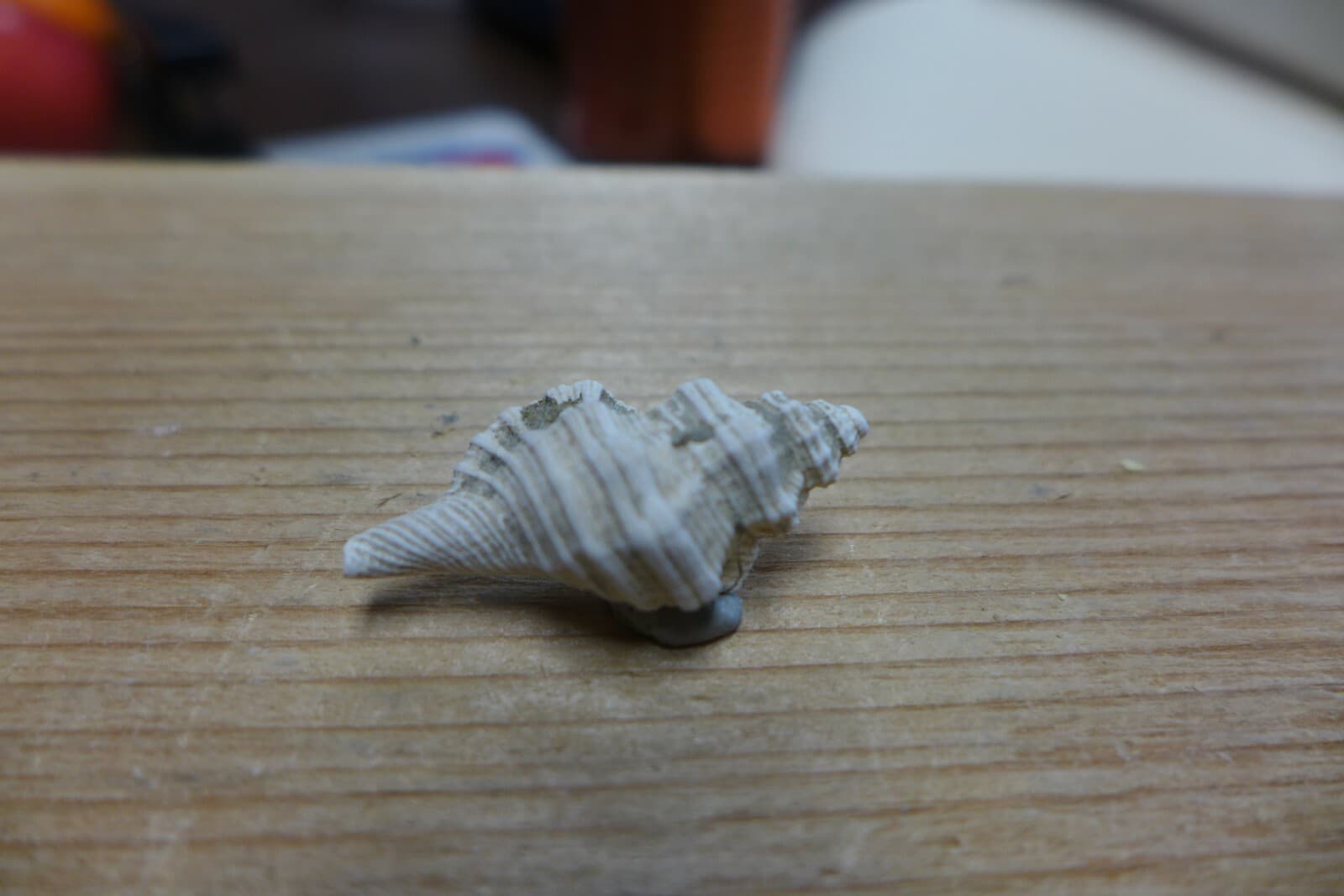 GEOLOGICAL ENTERPRISES Pliocene fossil gastropod, shell, Charonia sp. Italy 2