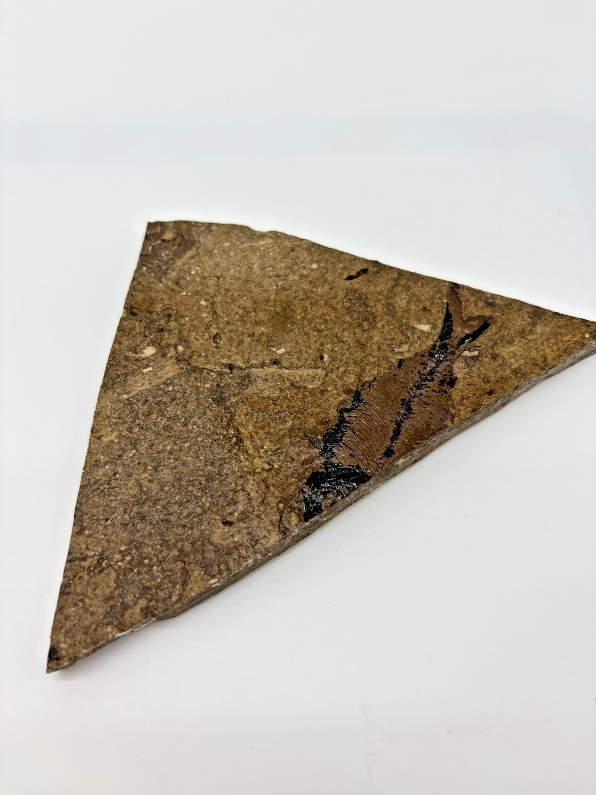 Fossil Fish Impression in Shale Rock Slab – Natural Specimen