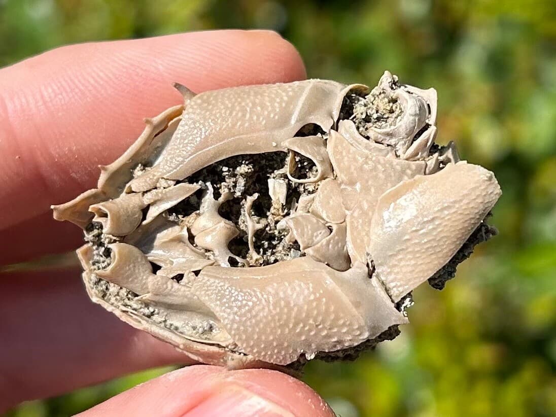 Fossil Crab Ranilia muriceta Florida Pliocene Crustacean Intracoastal Formation 2