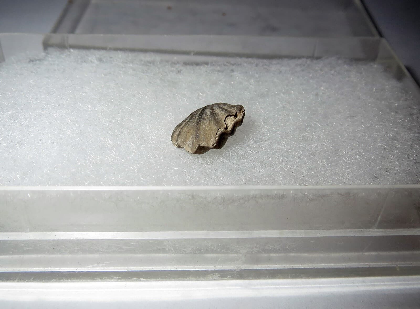 Brachiopod Shell FOSSIL SHELL LOT - 70 MILLION YEARS OLD Collection 3