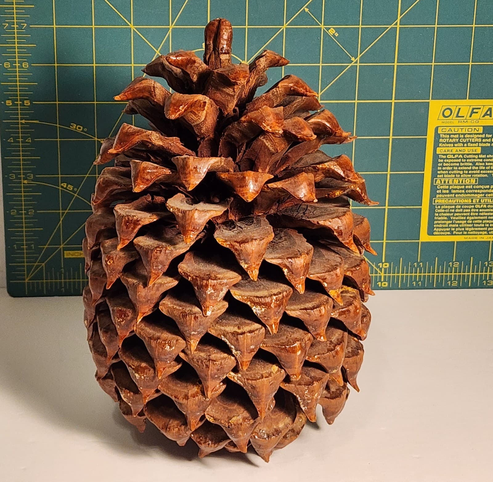 Large Pine Cone 8.5” Tall 6” Wide - Cured 3