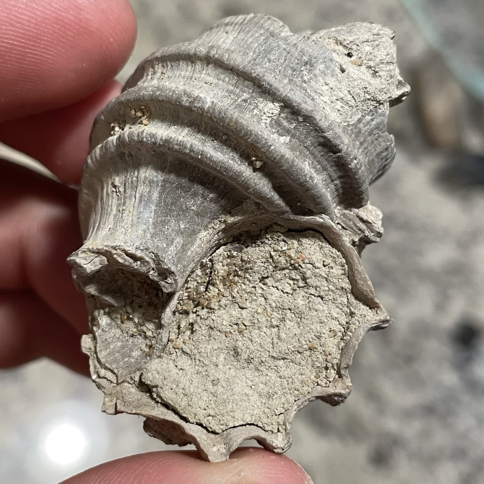 Ecphora Fossils Maryland State Fossil Predatory Snail Fossil Calvert Cliffs 3
