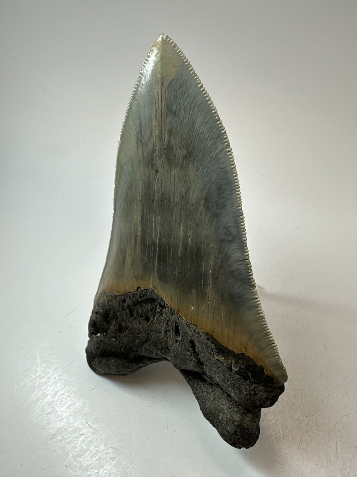 Megalodon Shark Tooth 4.55 inch - Authentic - Serrated Fossil - Carolina 18669 5