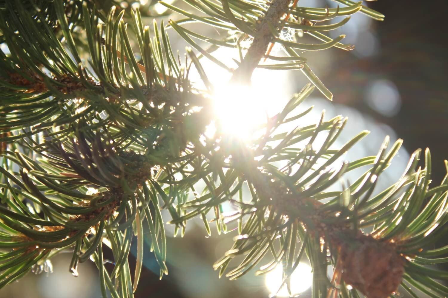 New Mexico Piñon Pine Nuts, 1lb Raw Pinon | Navajo Nation, Zuni Mountains 6