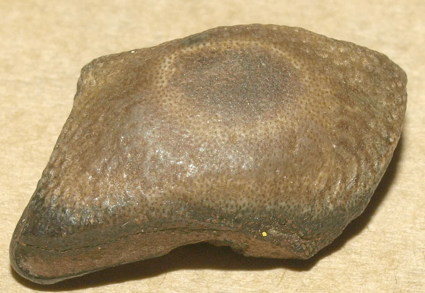 Asteracanthus sp.- RARE Hauterivian shark tooth from uncommon locality of Crimea