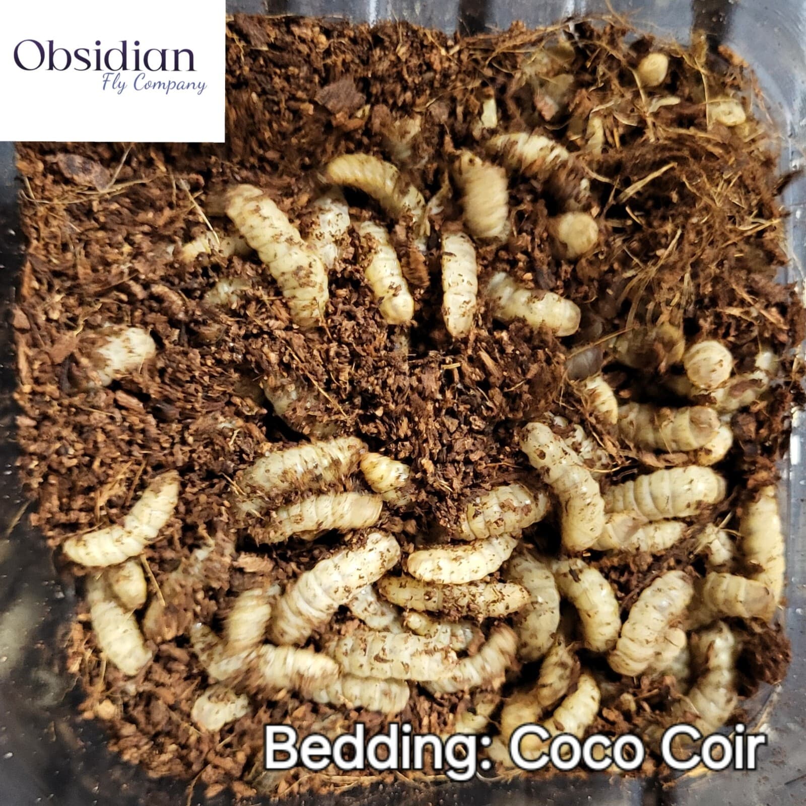 LIVE Black Soldier Fly Larvae (120, 250, 500) 6