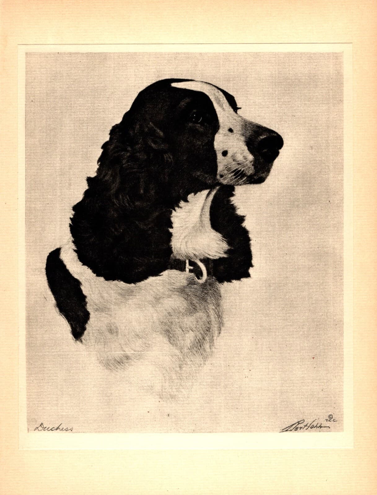 1930s Antique Springer Spaniel Print Bert Cobb Springer Wall Art Decor 5930L