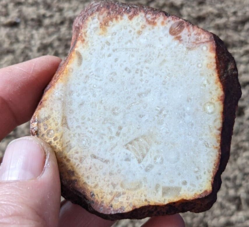 Fossil Crinoids slab 6