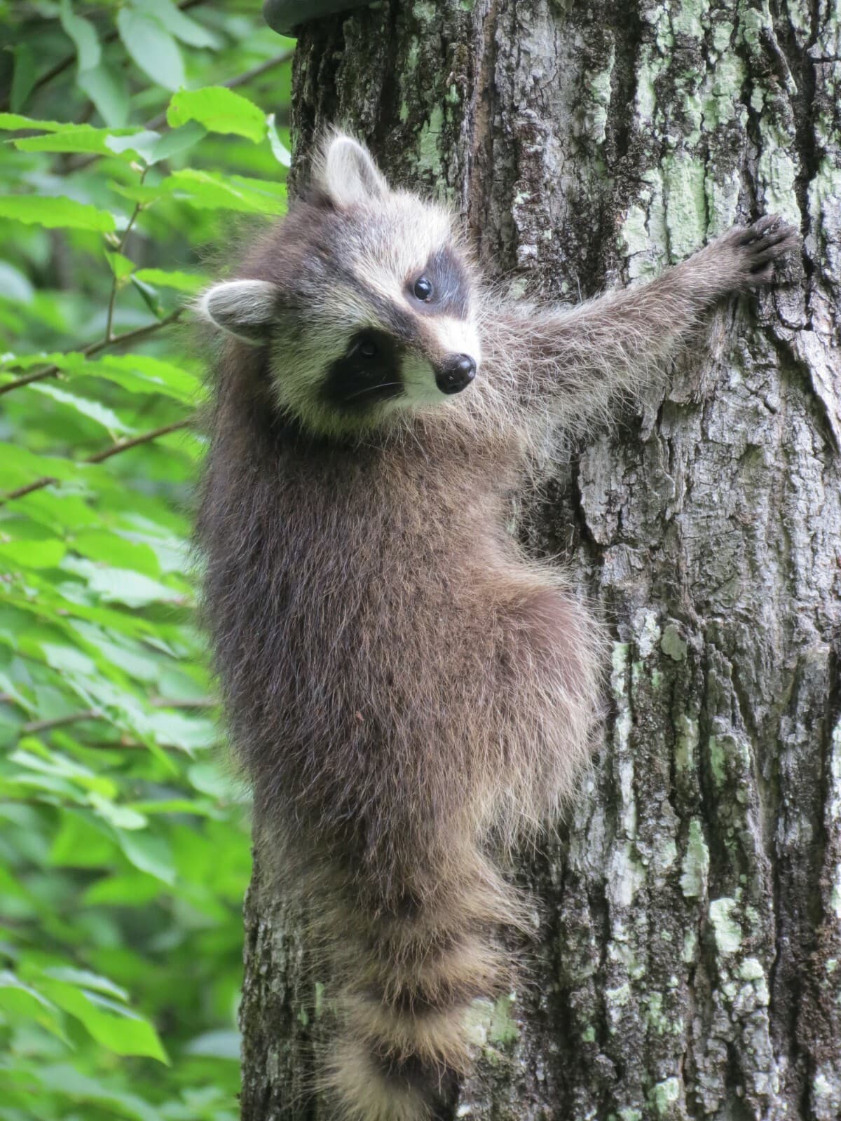 (1) half gallon glass jug of Pure Vt. "Organic" Maple syrup Golden, Amber, Dark 3