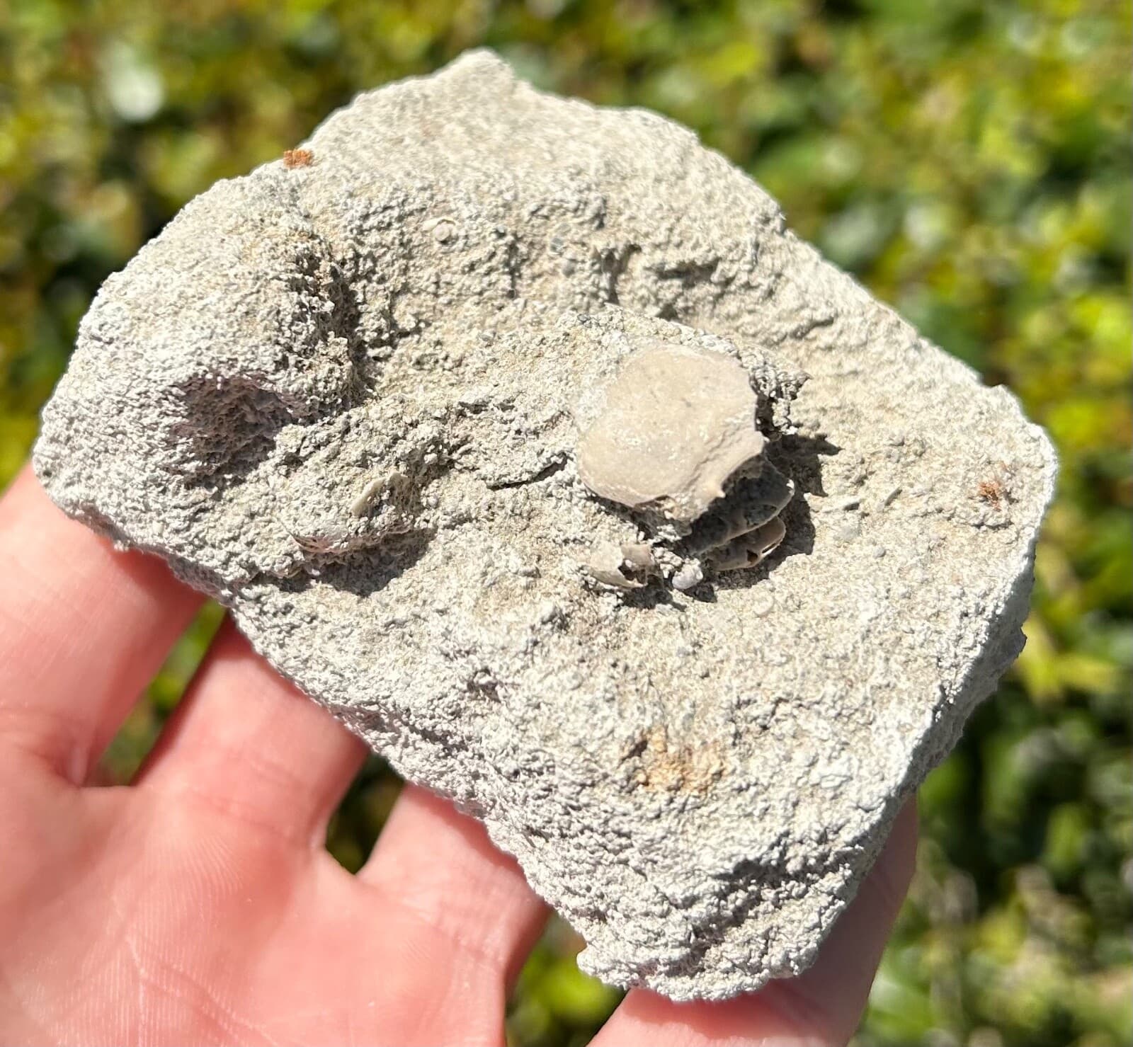Unprepped Florida Fossil Crab in Matrix Ranilia muriceta Pliocene Crustacean