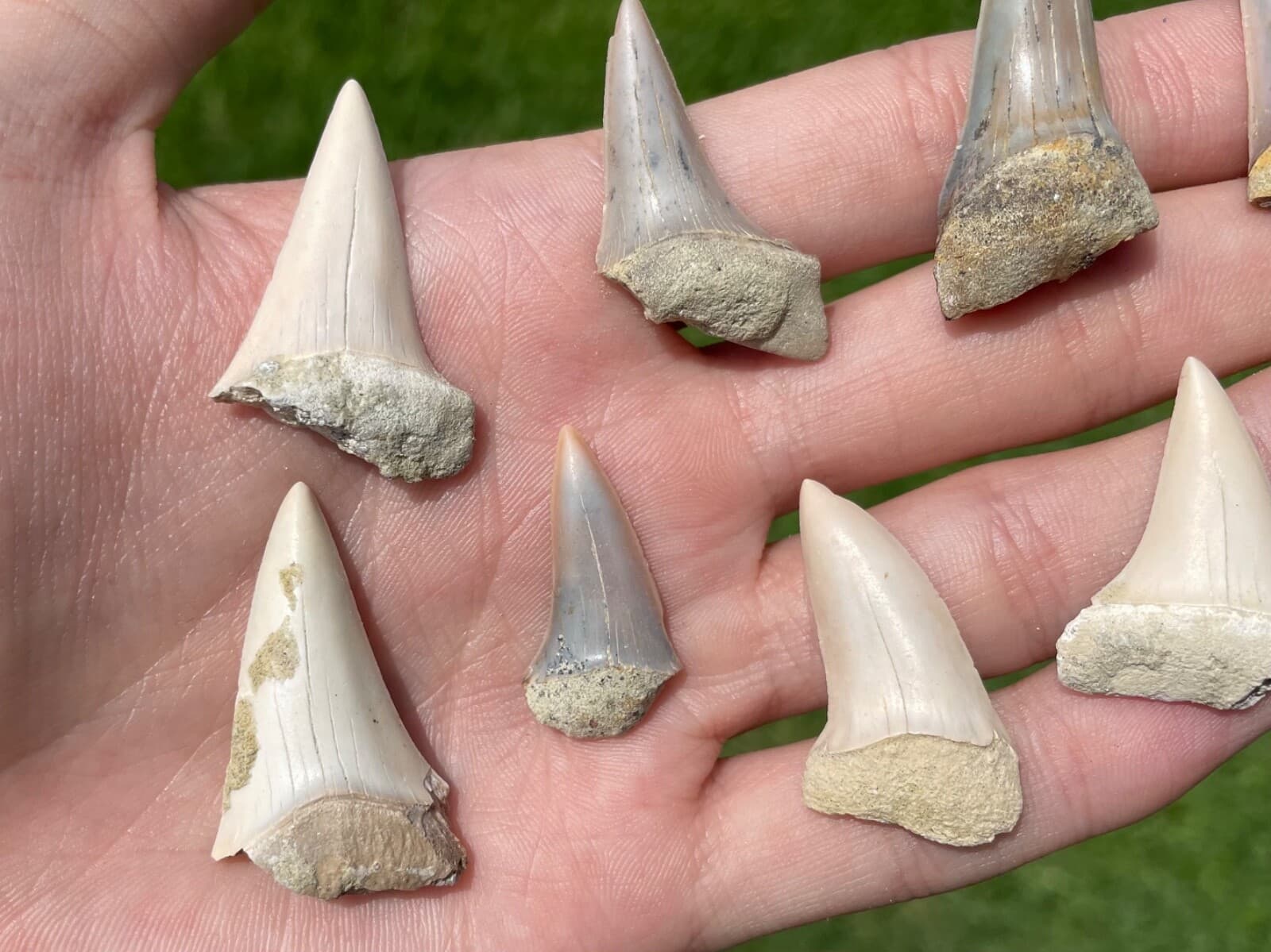 Bakersfield Fossil Mako Sharks Teeth ONE PER PURCHASE California Megalodon Age 3